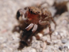 Euophrys rufibarbis