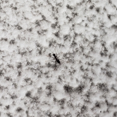 Paratrechina longicornis