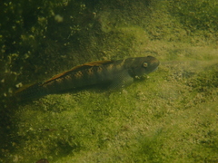 Stiphodon multisquamus