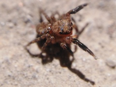 Euophrys rufibarbis