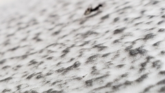 Paratrechina longicornis