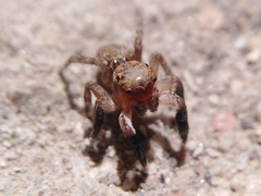Euophrys rufibarbis