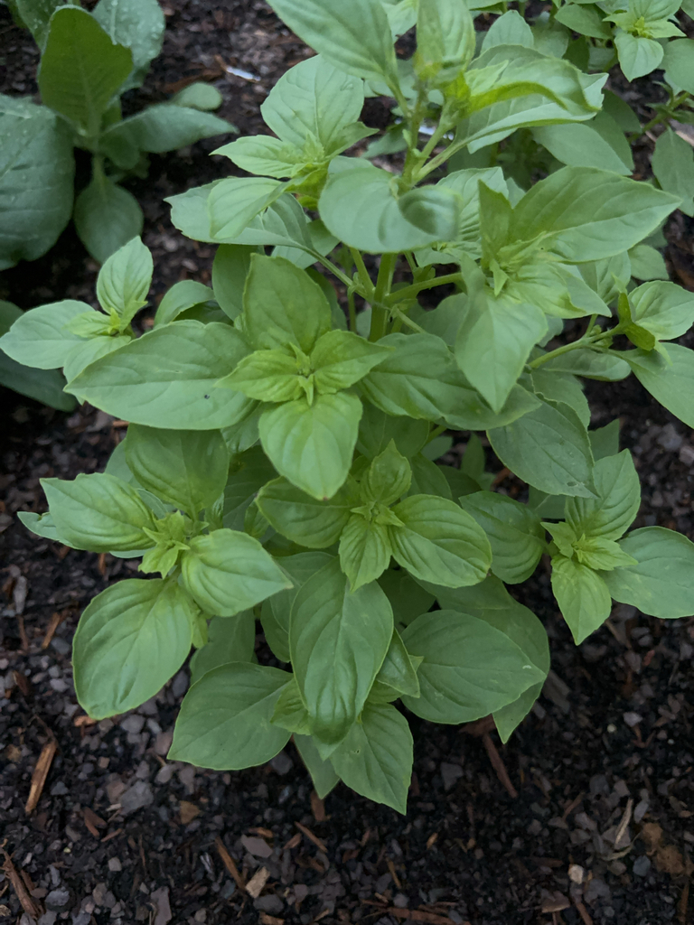 Ocimum basilicum