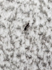 Paratrechina longicornis