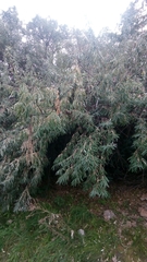 Elaeagnus angustifolia