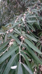 Elaeagnus angustifolia