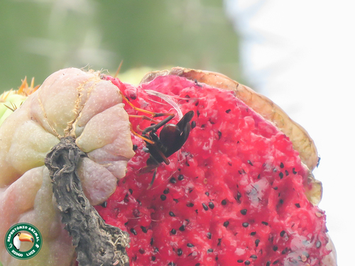 Polistes lanio photo 4