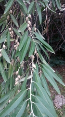 Elaeagnus angustifolia