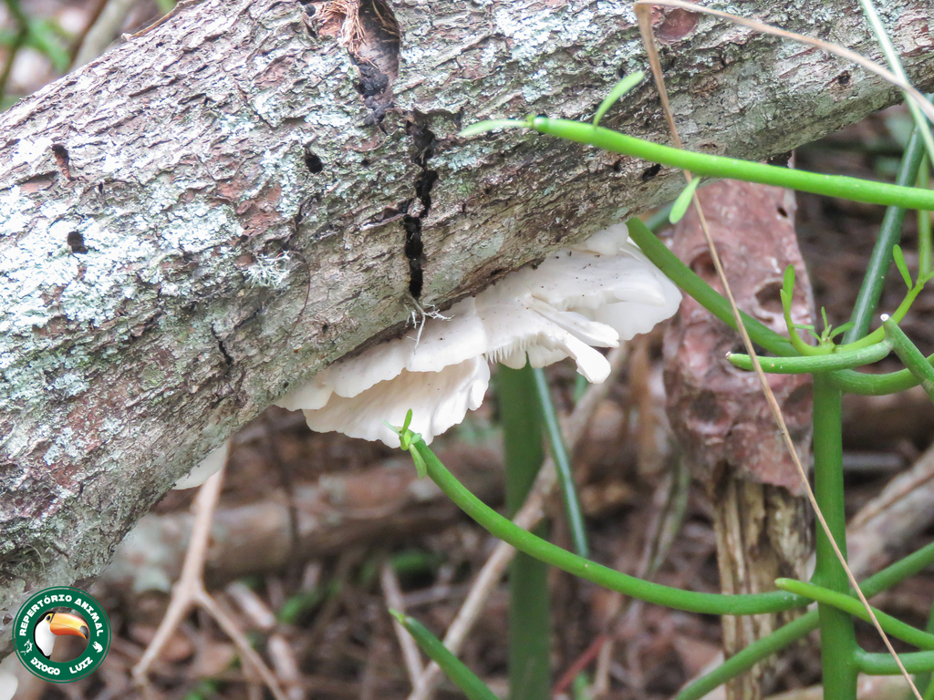 Pleurotus djamor · April 2025 · photo: © diogoluiz (iNaturalist, cc-by)