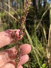Anthenantia rufa