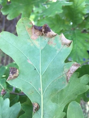 Macrodiplosis pustularis