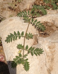 Tribulus terrestris