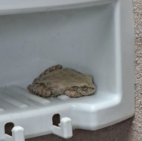 Veadeiros tree frog