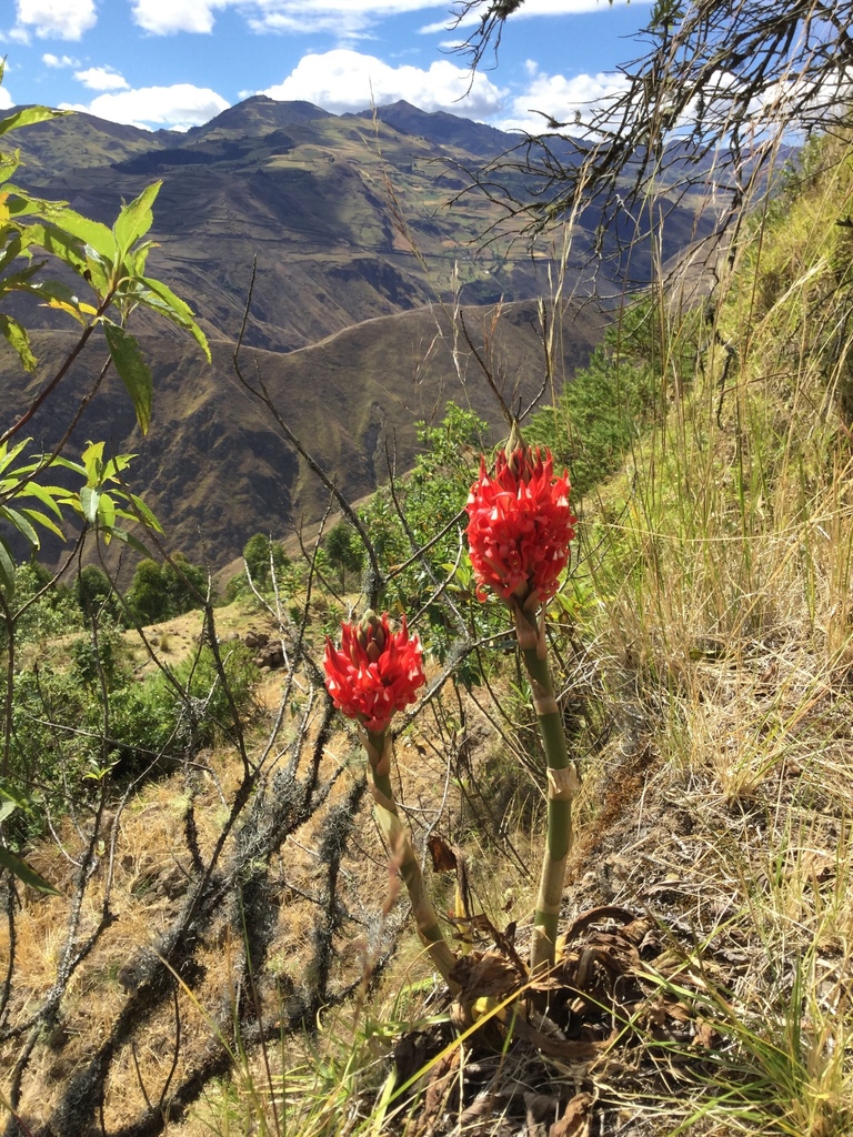 Porphyrostachys pilifera from Panamerica Sur, Chunchi, Chimborazo, EC ...