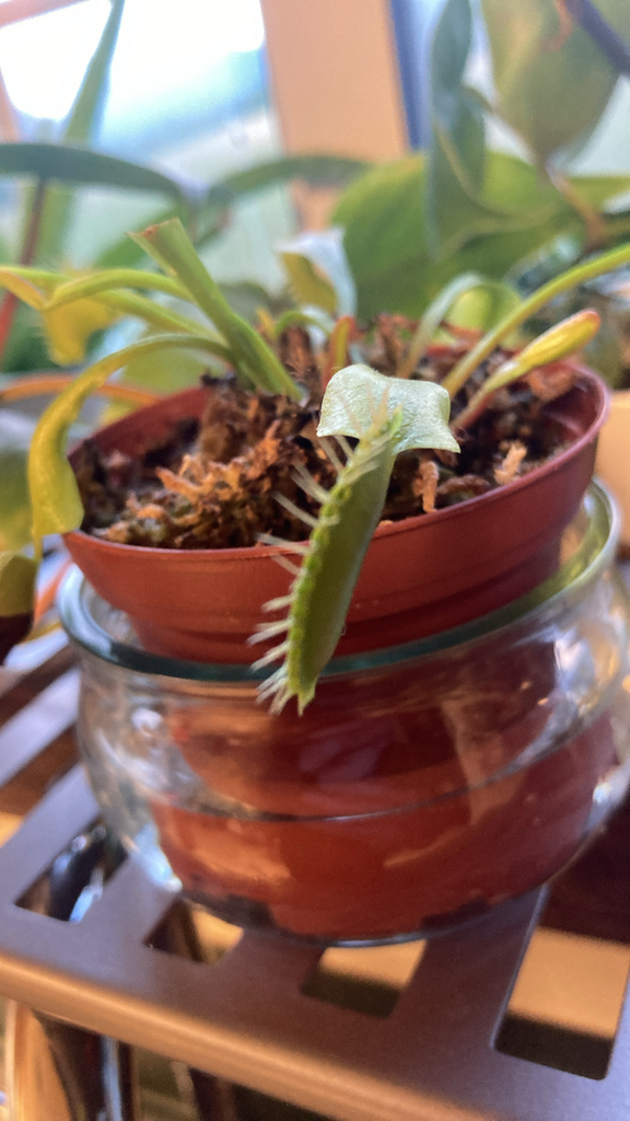 Dionaea muscipula