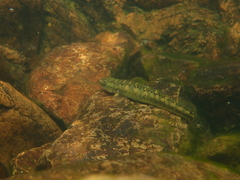 Stiphodon multisquamus