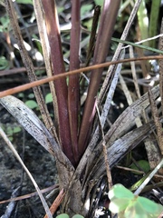 Anthenantia rufa