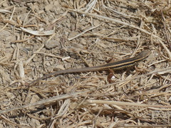 Ophisops elegans ehrenbergii