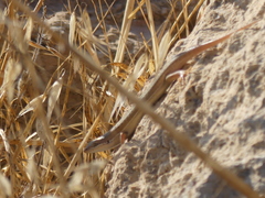 Heremites vittatus