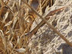 Heremites vittatus