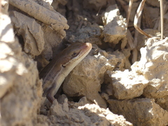 Heremites vittatus