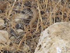 Heremites vittatus