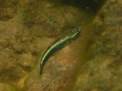 Stiphodon atropurpureus