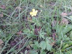 Ranunculus propinquus subborealis