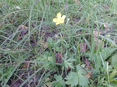 Ranunculus propinquus subborealis