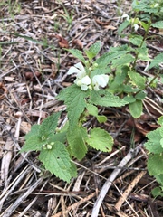Lamium album