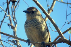 Thamnophilus ruficapillus