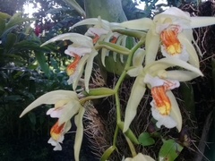 Coelogyne