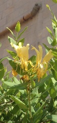 Lonicera japonica