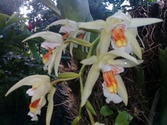 Coelogyne