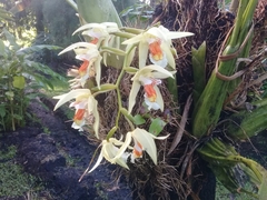 Coelogyne
