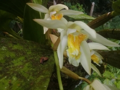 Coelogyne
