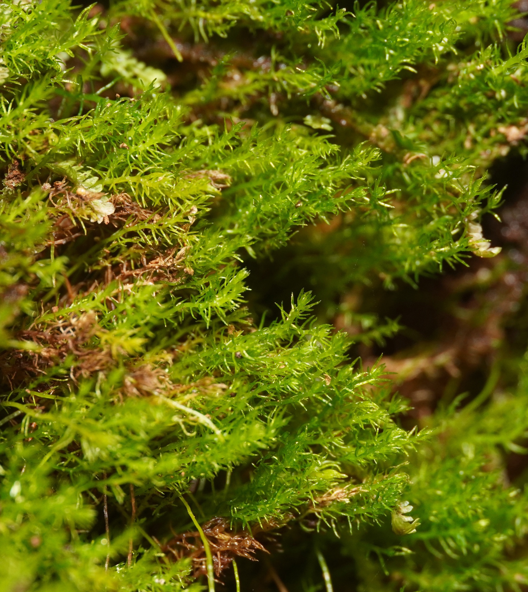 Takakia lepidozioides