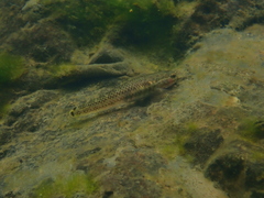 Stiphodon atropurpureus
