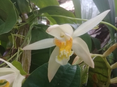 Coelogyne