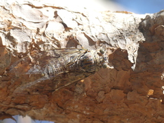 Cicada