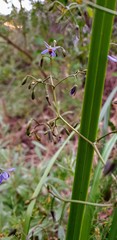 Dianella brevicaulis