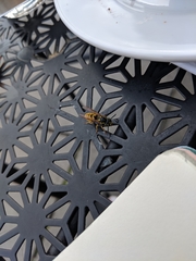 Vespula vulgaris