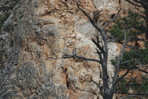 Great Horned Owl photographed in South Dakota