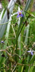 Dianella brevicaulis