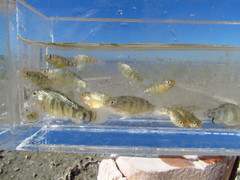 Cyprinodon riverendi