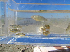 Cyprinodon riverendi