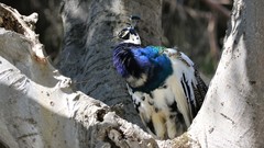 Pavo cristatus