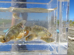 Cyprinodon riverendi