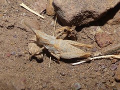 Pyrgomorphini