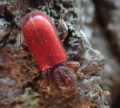 Zenodosus sanguineus